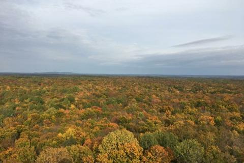 areal view of a forest with yellow, orange and green tree tops
