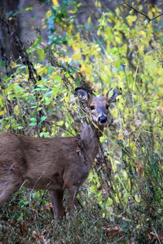 deer in brush