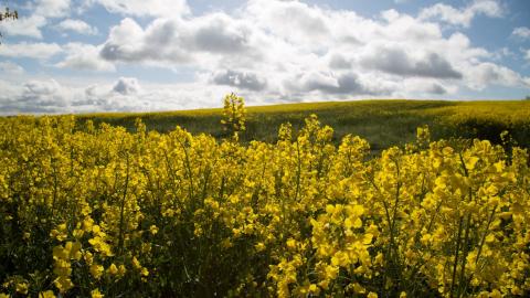 a field of yellow canola flowers