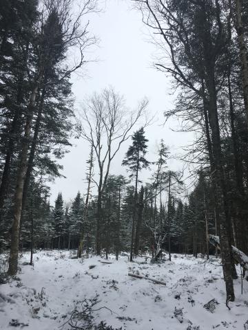 Forest in winter with snow on ground and dark trees