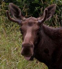 head of a moose