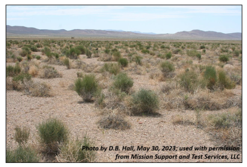 Green shrubs of medium size grow in a flat, cold-desert style landscape, with some unvegetated patches between shrubs.