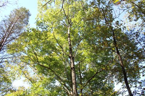 Trees with green leaves