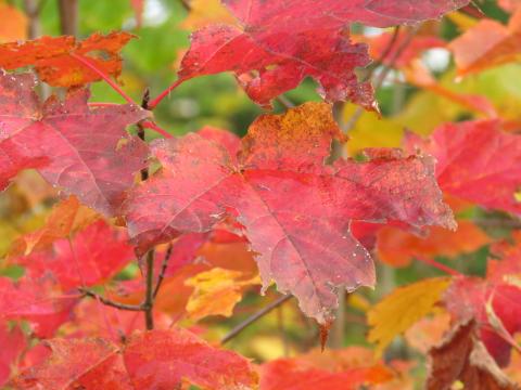 Red maple leaves