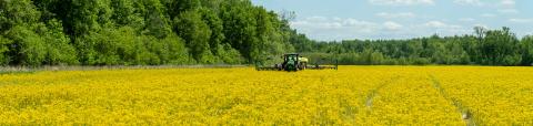 tractor driving through yellow flowering soybean field