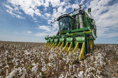 Cotton in Texas