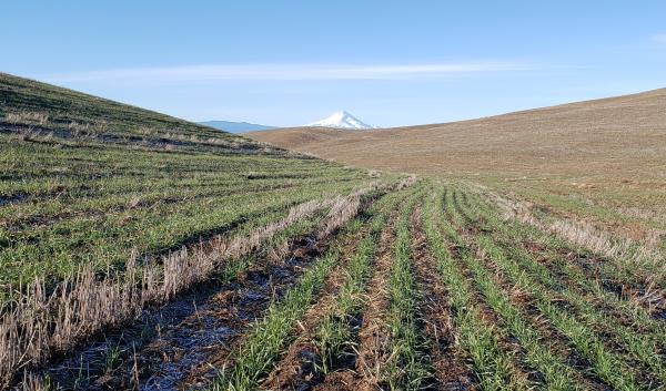 Field Crops USDA Climate Hubs