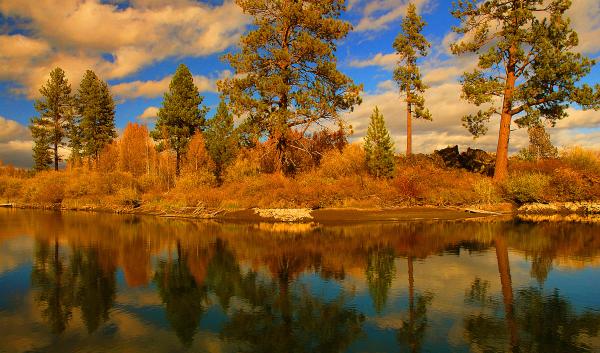 Ponderosa pines on a river bank