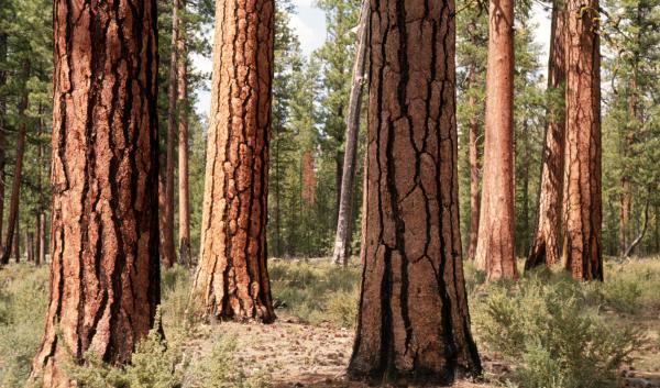 Old growth ponderosa pine stand on the Deschutes National Forest