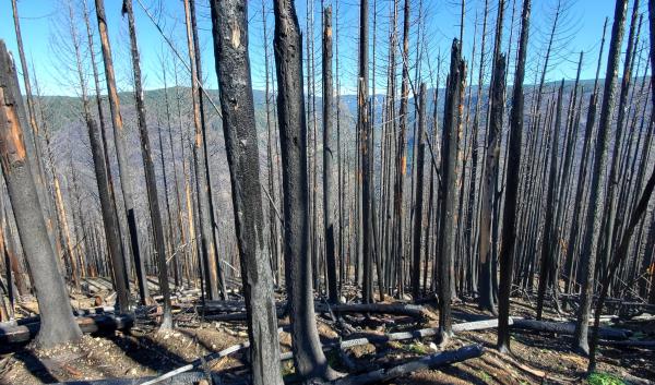 A Forest Service image of a recently burned forest in Oregon