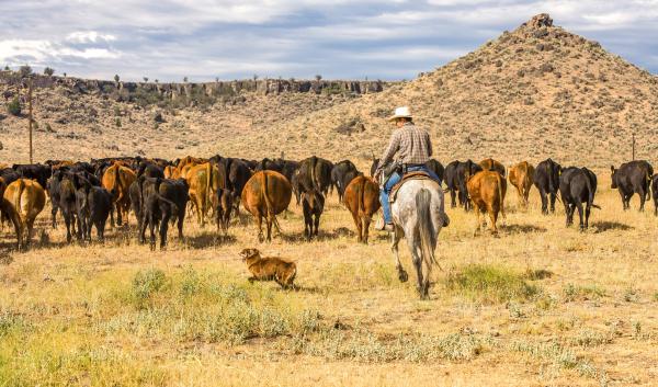 A cowboy and his dog moving a herd of cattle to another pasture on a ranch near Paulina, Oregon