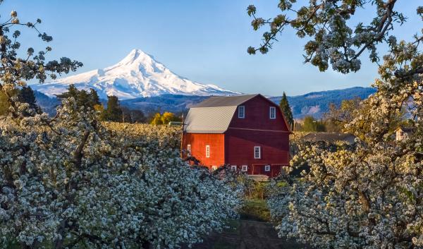 An orchard in bloom in Hood River, Oregon. 