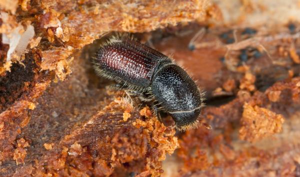 Adult spruce beetles are dark brown to black and around 5mm long.