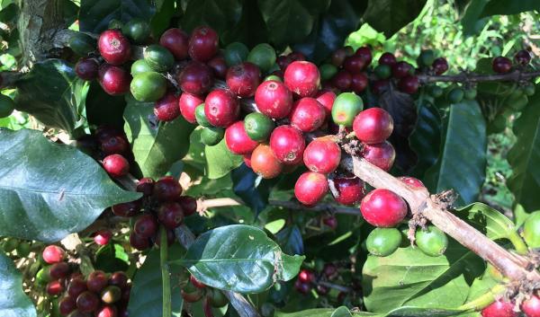 Coffee berries on a coffee plant, with green and orange berries, and red and cherry red berries.