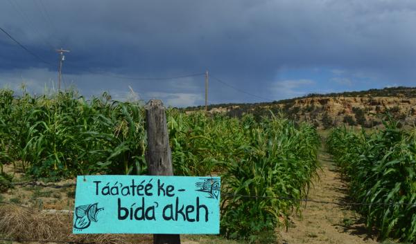 Corn Field