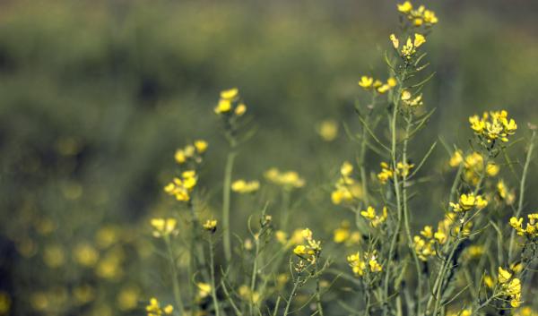 cover crop growing in Rhode Island