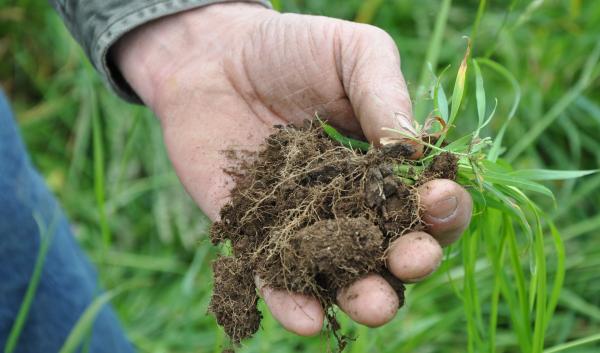 A person holds a clump of soil up to the camera. 