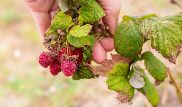 Browned and wilted raspberry plants during a drought