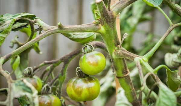 Tomato Blight AdobeStock @Paul Maguire